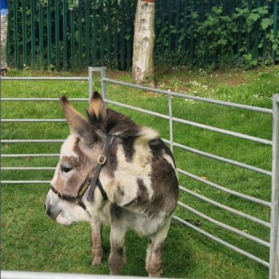Lovable Miniature Donkeys